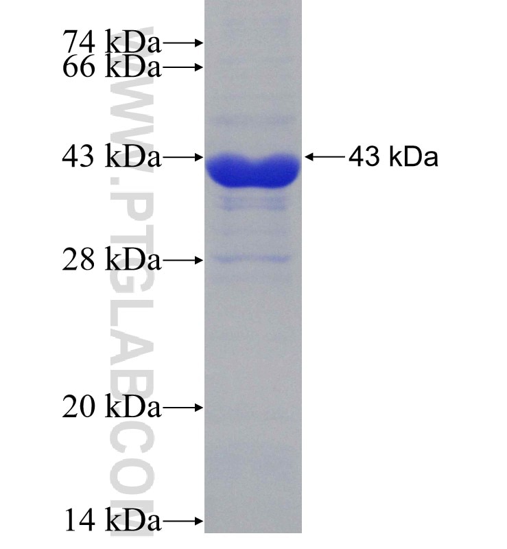BIRC6 fusion protein Ag30729 SDS-PAGE