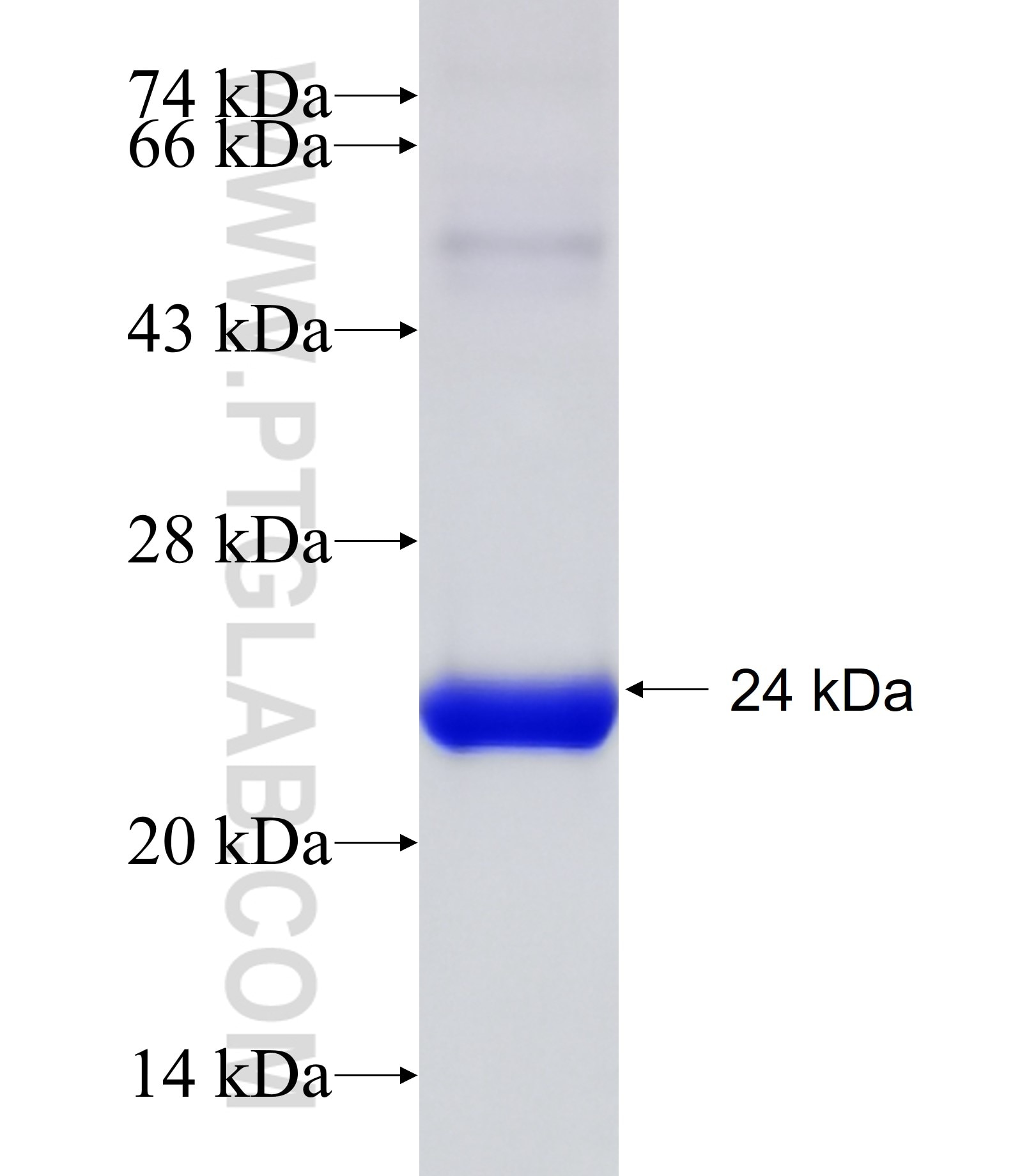 BIRC6 fusion protein Ag30742 SDS-PAGE