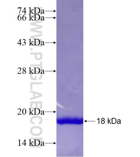 BIRC7 fusion protein Ag23234 SDS-PAGE