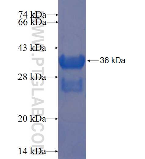 BIRC7 fusion protein Ag23247 SDS-PAGE