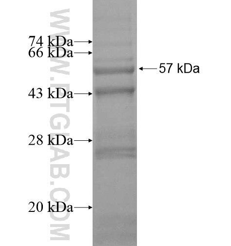 BIRC8 fusion protein Ag13658 SDS-PAGE