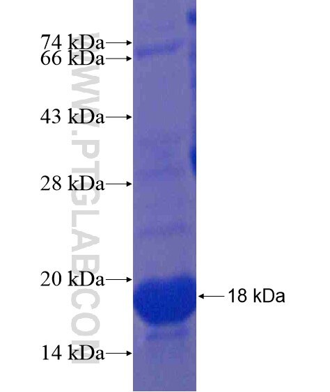 BLID fusion protein Ag21212 SDS-PAGE
