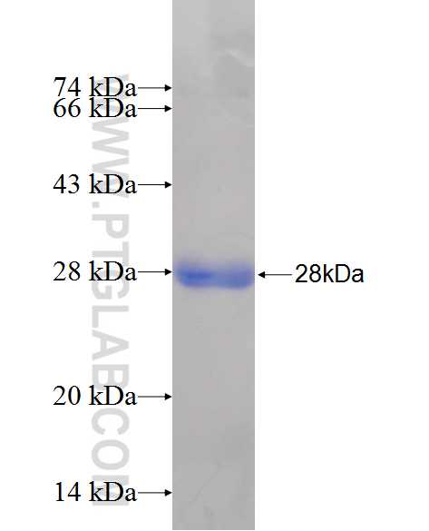 BLIMP1 fusion protein Ag24636 SDS-PAGE