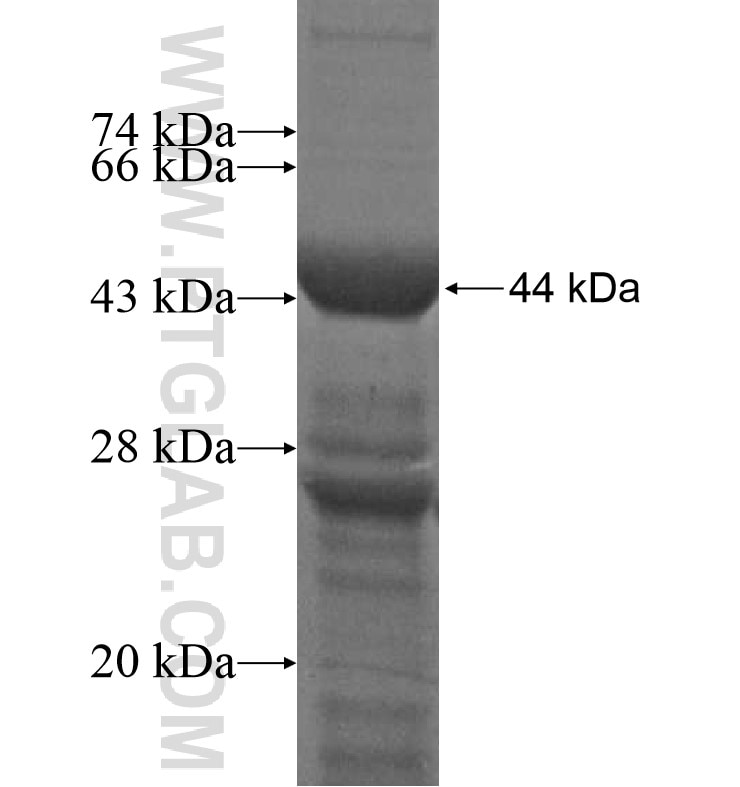BLIMP1 fusion protein Ag16764 SDS-PAGE
