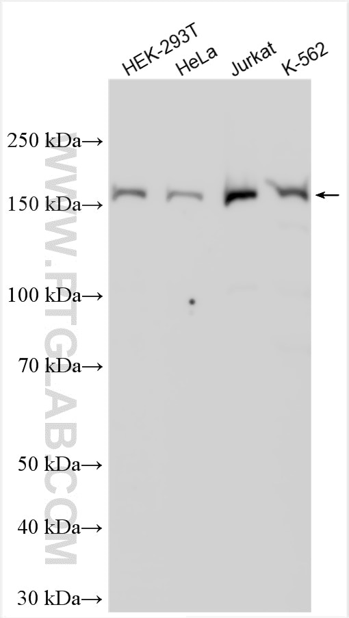 Western Blot (WB) analysis of various lysates using BLM Polyclonal antibody (30254-1-AP)