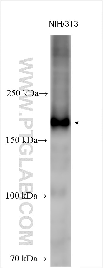 Western Blot (WB) analysis of various lysates using BLM Polyclonal antibody (30254-1-AP)