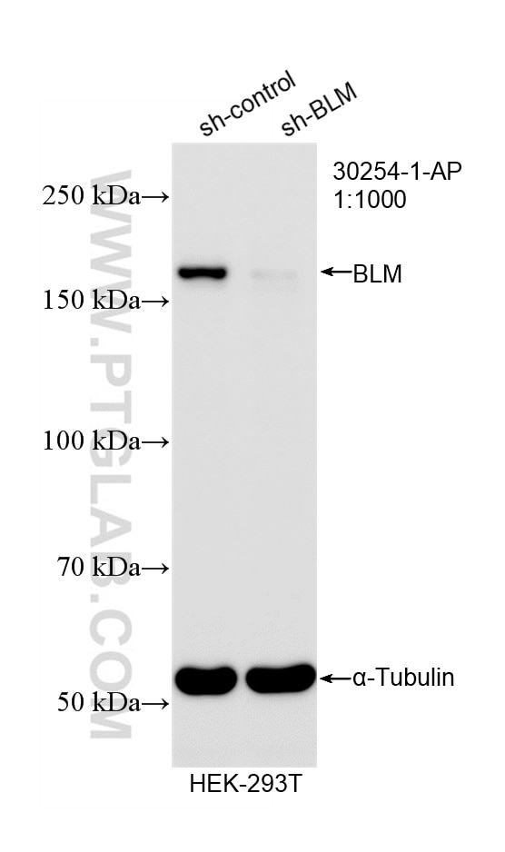 WB analysis of HEK-293T using 30254-1-AP (same clone as 30254-1-PBS) Western Blot (WB) analysis of HEK-293T cells using BLM Polyclonal antibody (30254-1-AP)