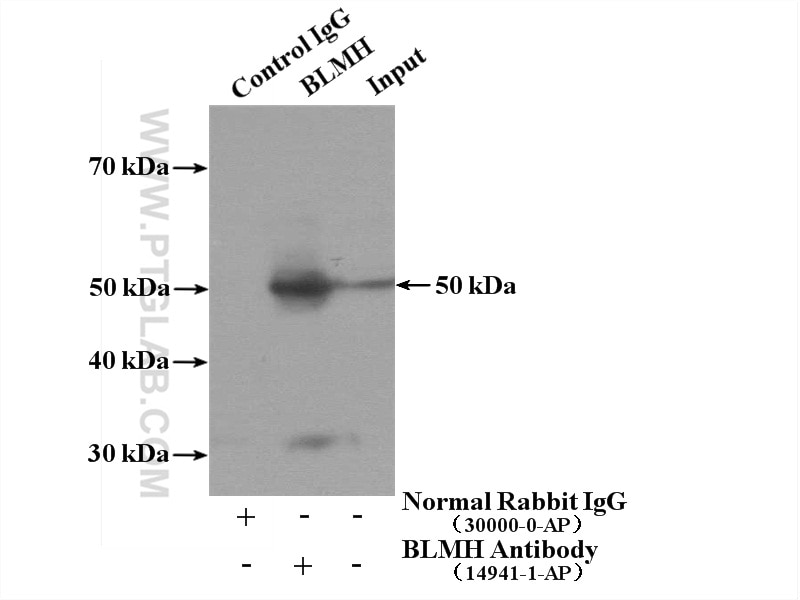 Immunoprecipitation (IP) experiment of mouse skin tissue using BLMH Polyclonal antibody (14941-1-AP)
