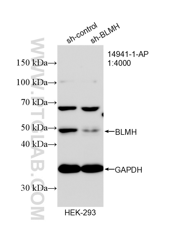 Western Blot (WB) analysis of HEK-293 cells using BLMH Polyclonal antibody (14941-1-AP)