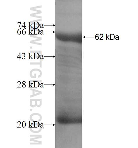 BLMH fusion protein Ag6888 SDS-PAGE