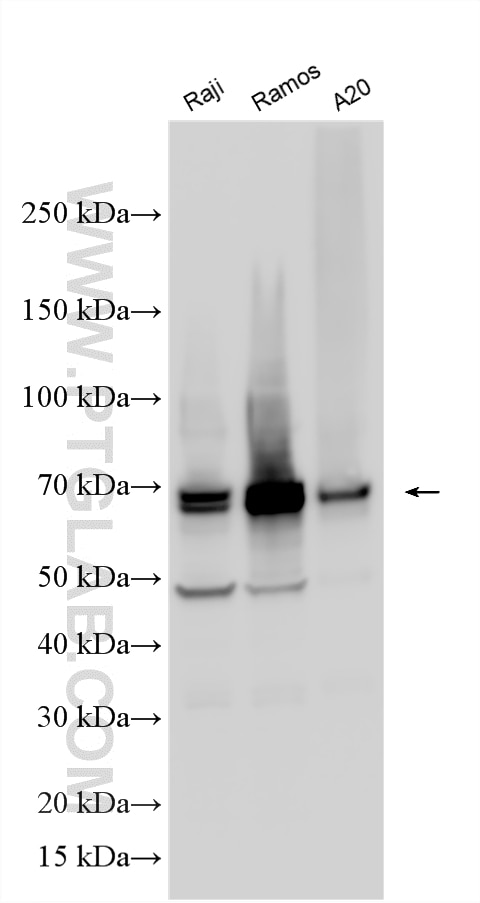 Western Blot (WB) analysis of various lysates using BLNK Polyclonal antibody (10855-1-AP)