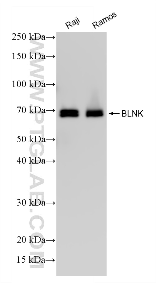 WB analysis using 87170-3-RR (same clone as 87170-3-PBS) Western Blot (WB) analysis of various lysates using BLNK Recombinant monoclonal antibody (87170-3-RR)
