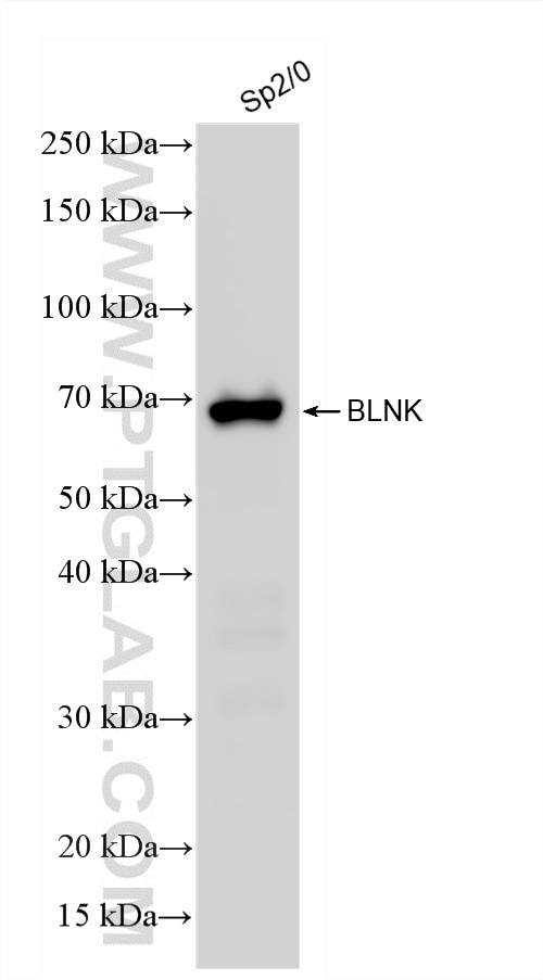 WB analysis using 87170-3-RR (same clone as 87170-3-PBS) Western Blot (WB) analysis of various lysates using BLNK Recombinant monoclonal antibody (87170-3-RR)