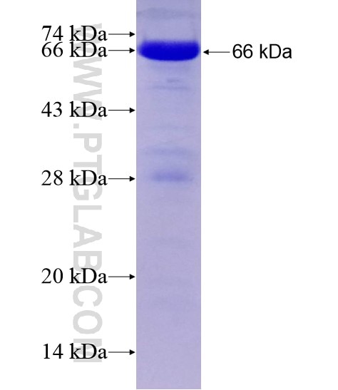BLNK fusion protein Ag28673 SDS-PAGE