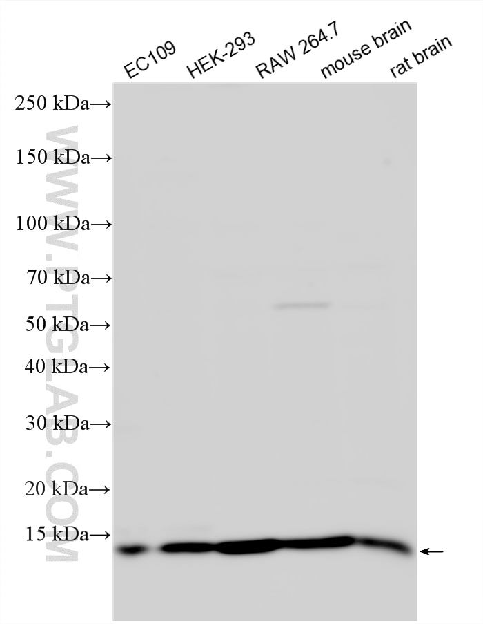 Various lysates were subjected to SDS PAGE followed by western blot with 33913-1-AP (BLOC1S1 antibody) at dilution of 1:1500 incubated at room temperature for 1.5 hours. Western Blot (WB) analysis of various lysates using BLOC1S1 Polyclonal antibody (33913-1-AP)