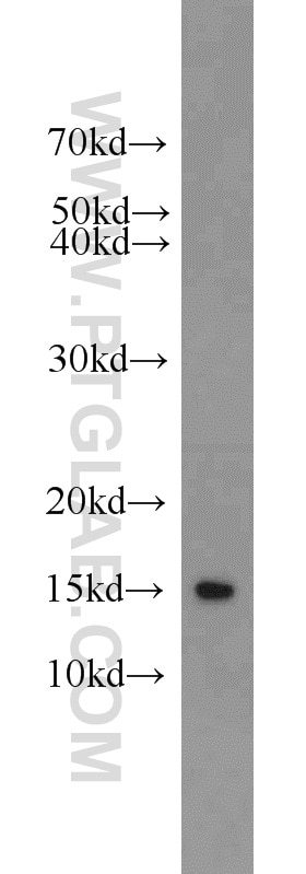 Western Blot (WB) analysis of mouse brain tissue using BLOC1S1-Specific Polyclonal antibody (19687-1-AP)