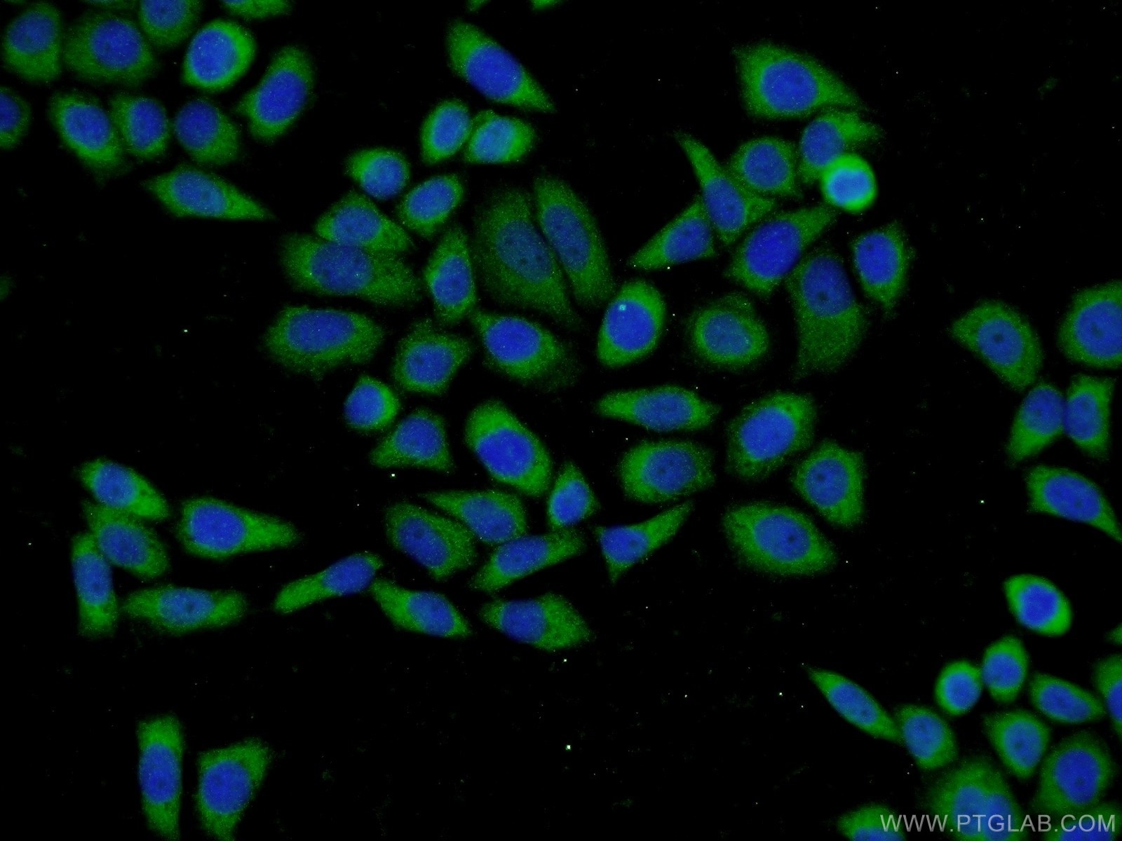 Immunofluorescence (IF) / fluorescent staining of L02 cells using BLVRA Polyclonal antibody (10775-1-AP)