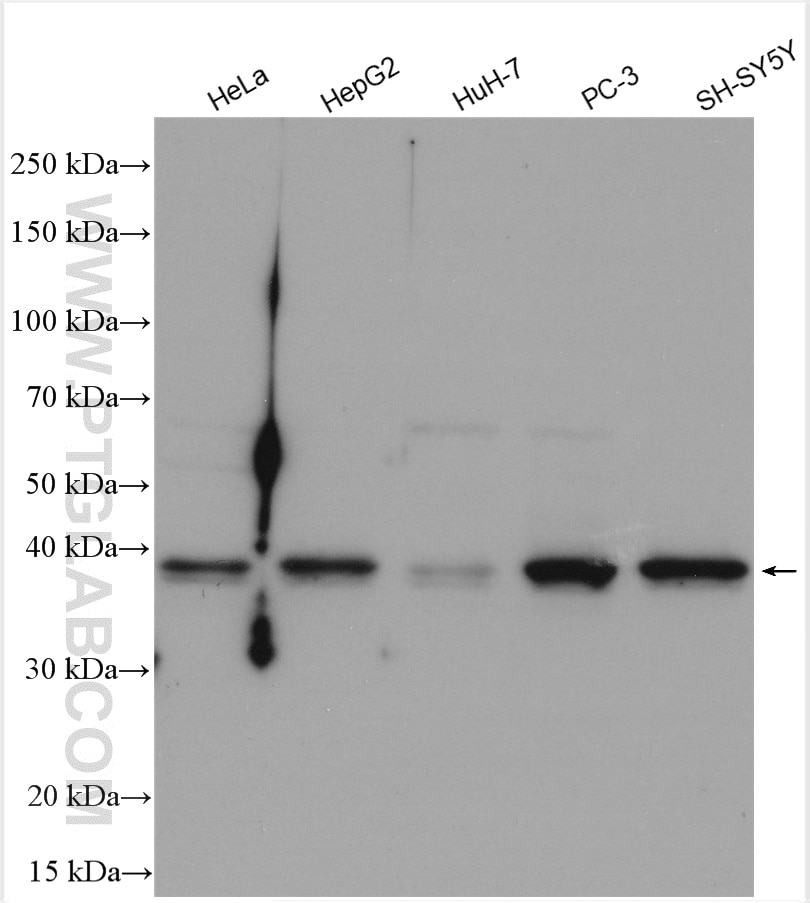 Western Blot (WB) analysis of various lysates using BLVRA Polyclonal antibody (10775-1-AP)