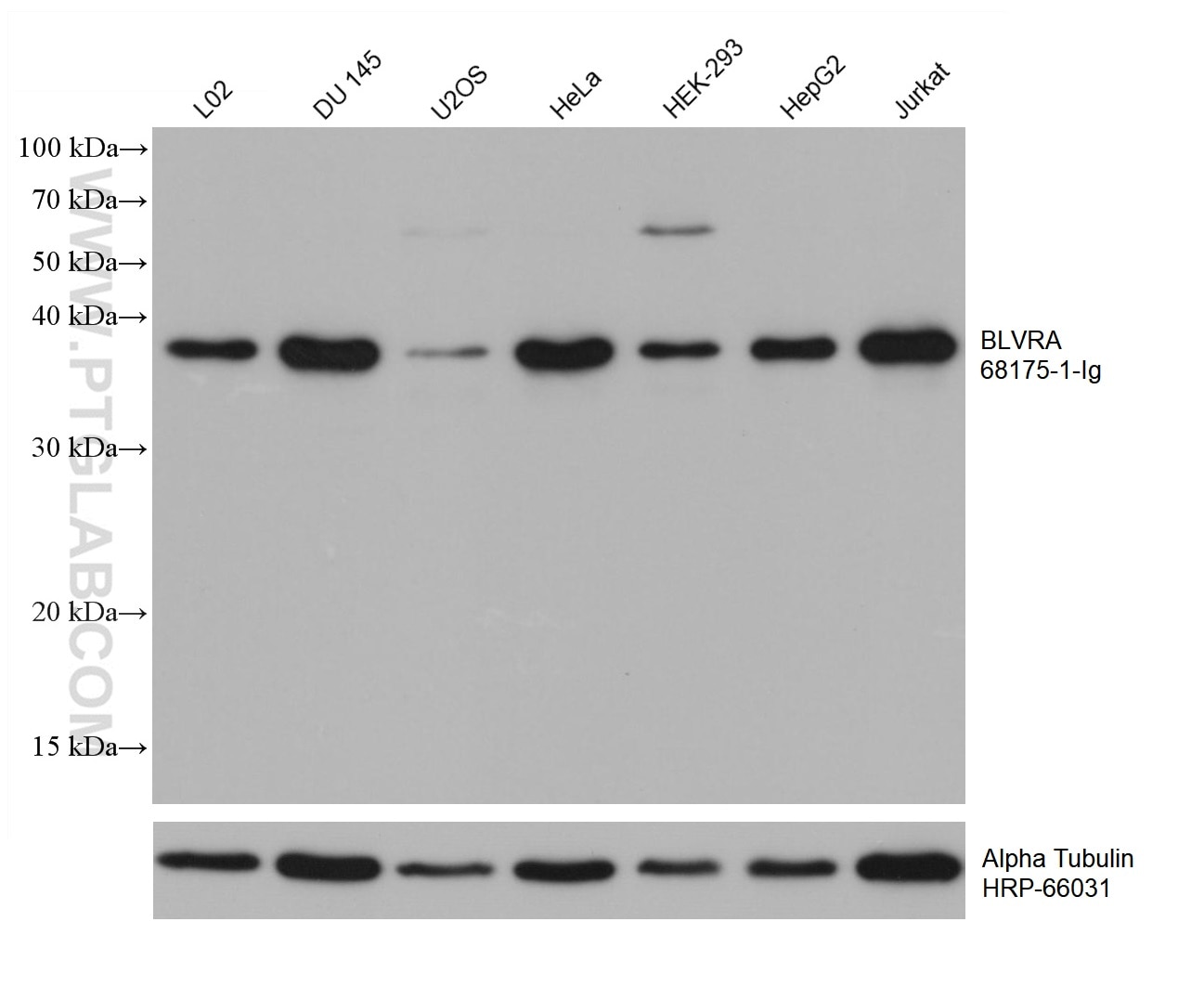 Western Blot (WB) analysis of various lysates using BLVRA Monoclonal antibody (68175-1-Ig)