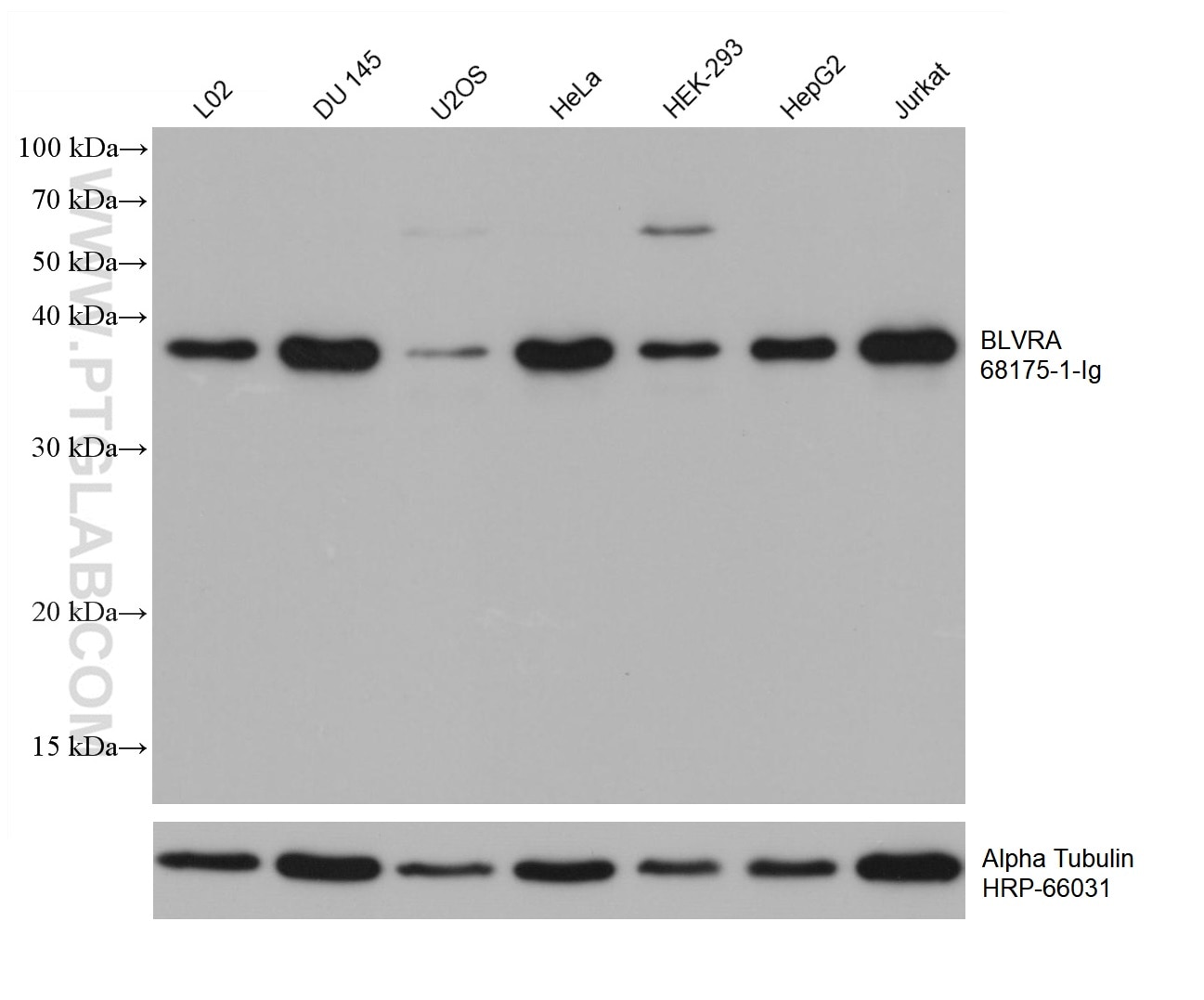 WB analysis using 68175-1-Ig