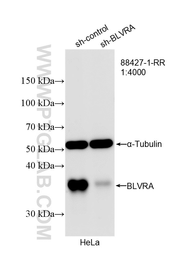 WB analysis of HeLa using 88427-1-RR (same clone as 88427-1-PBS) Western Blot (WB) analysis of HeLa cells using BLVRA Recombinant monoclonal antibody (88427-1-RR)