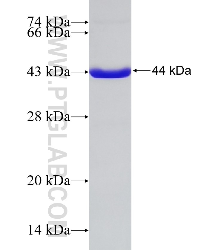 BLVRA fusion protein Ag32730 SDS-PAGE