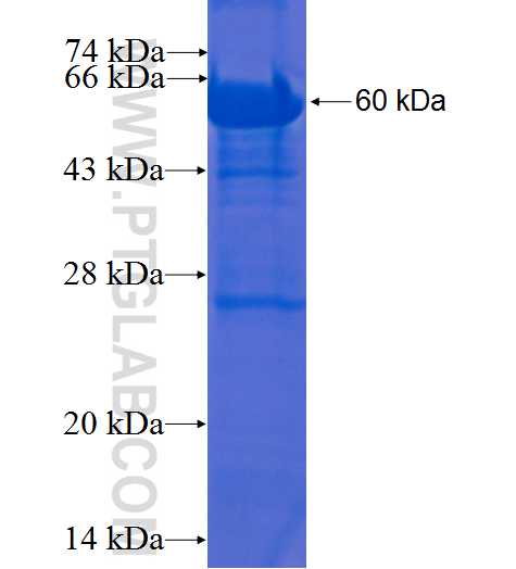 BLVRA fusion protein Ag1166 SDS-PAGE