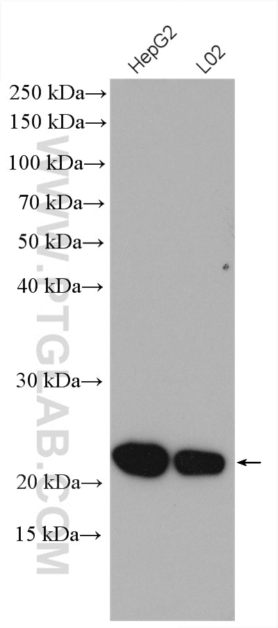 Western Blot (WB) analysis of various lysates using BLVRB Polyclonal antibody (17727-1-AP)