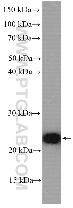 Western Blot (WB) analysis of HepG2 cells using BLVRB Polyclonal antibody (17727-1-AP)