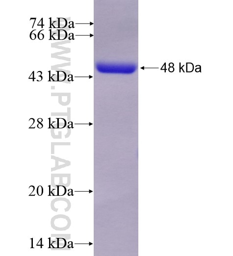 BLVRB fusion protein Ag12124 SDS-PAGE
