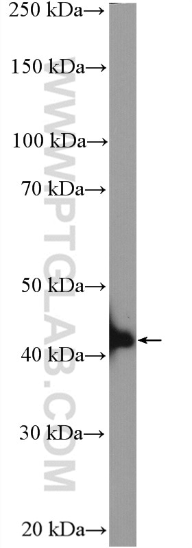Western Blot (WB) analysis of K-562 cells using BLZF1 Polyclonal antibody (16354-1-AP)