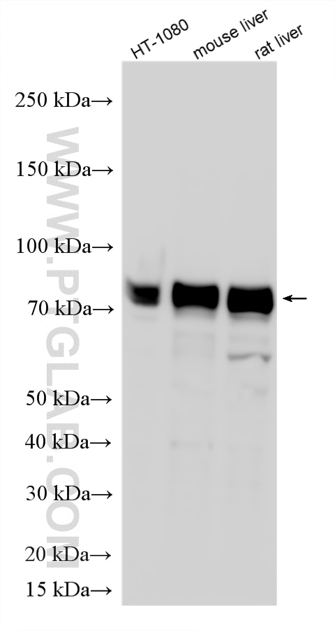 WB analysis using RMX00100 Western Blot (WB) analysis of various lysates using Multi-rAb® BMAL1 Multi-Recombinant antibody (RMX00100)
