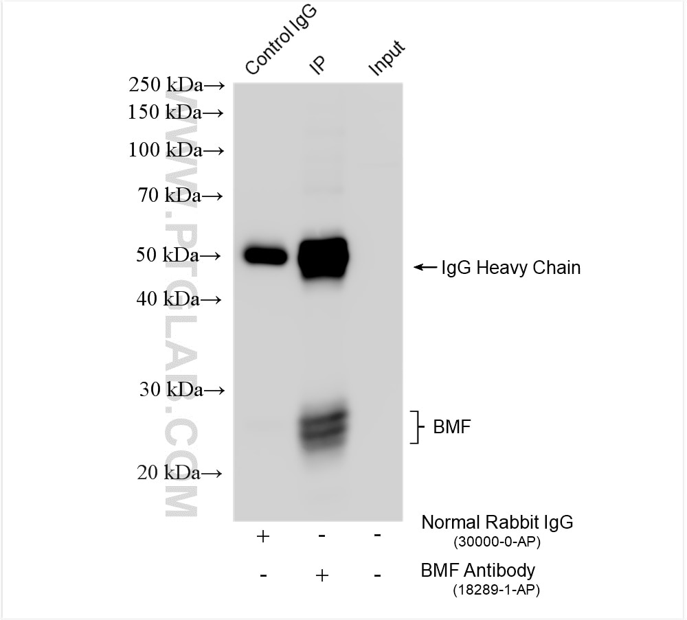 Immunoprecipitation (IP) experiment of HEK-293 cells using BMF Polyclonal antibody (18298-1-AP)