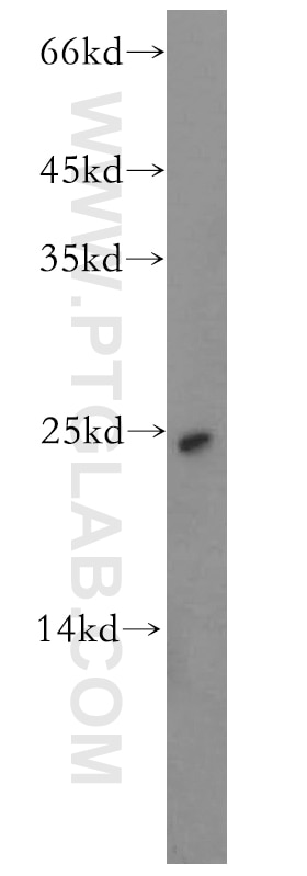 Western Blot (WB) analysis of human placenta tissue using BMF Polyclonal antibody (18298-1-AP)