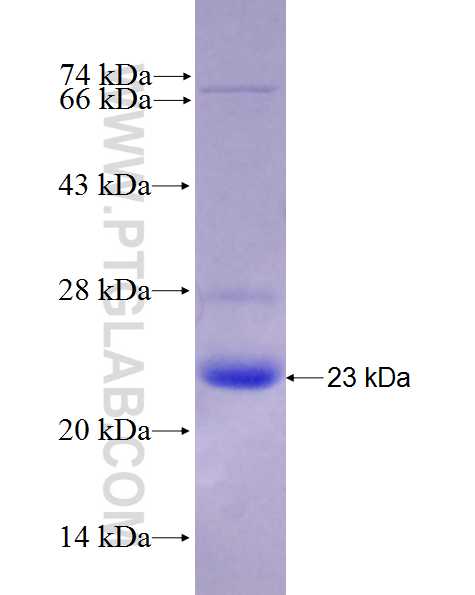 BMF fusion protein Ag28010 SDS-PAGE
