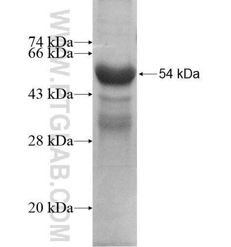 BMF fusion protein Ag12904 SDS-PAGE