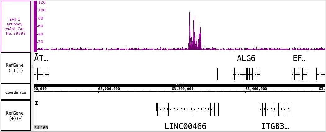BMI-1 antibody (mAb) tested by ChIP-Seq.Chromatin immunoprecipitation (ChIP) was performed using the ChIP-IT High Sensitivity Kit (Cat. No. 53040) with 30 ug of chromatin from mouse embryonic fibroblast (MEF) cells and 4 ug BMI-1 antibody. ChIP DNA was sequenced on the Illumina NextSeq and 10 million sequence tags were mapped to identify BMI-1 binding sites.