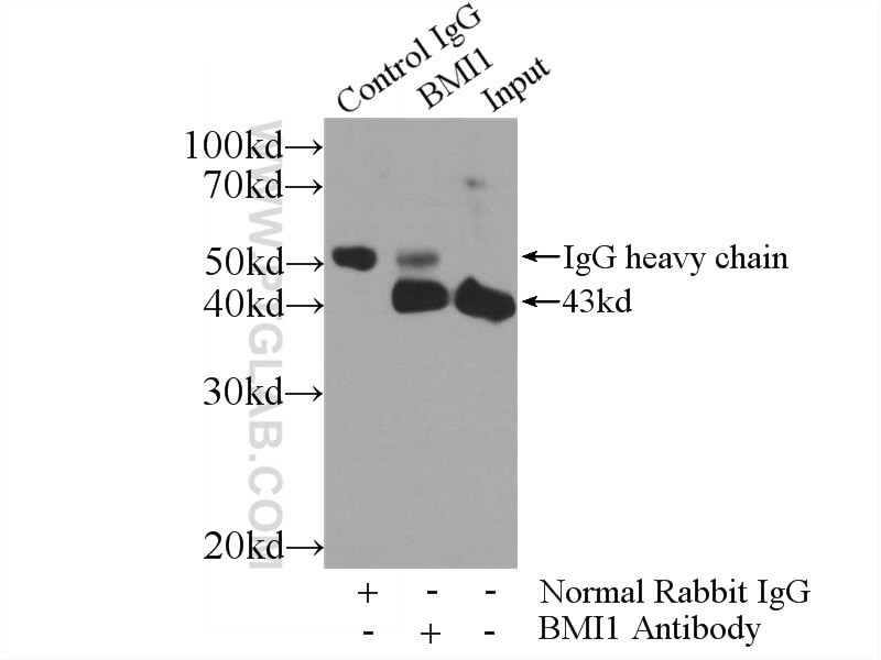 Immunoprecipitation (IP) experiment of U-937 cells using BMI1 Polyclonal antibody (10832-1-AP)