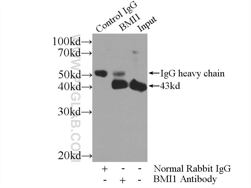 IP experiment of U-937 using 10832-1-AP