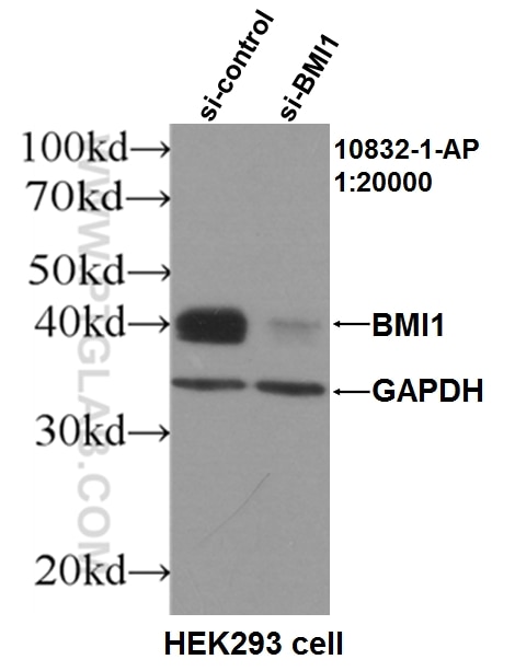 Western Blot (WB) analysis of HEK-293 cells using BMI1 Polyclonal antibody (10832-1-AP)