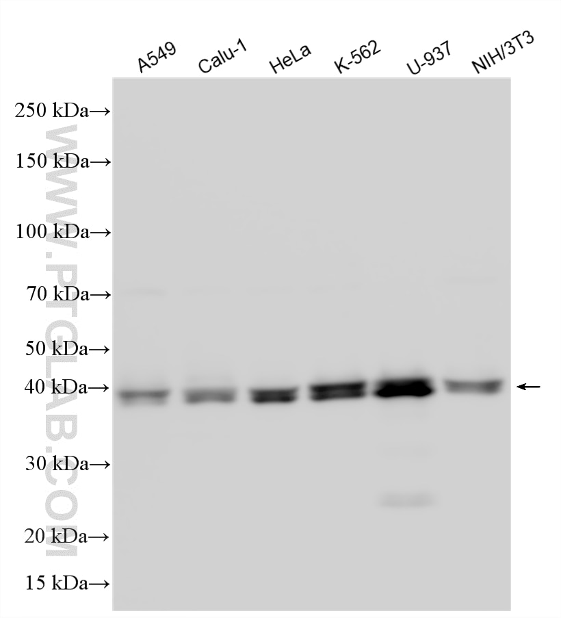Western Blot (WB) analysis of various lysates using BMI1 Polyclonal antibody (10832-1-AP)