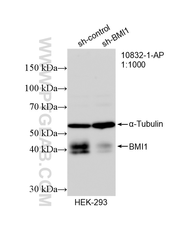 Western Blot (WB) analysis of HEK-293 cells using BMI1 Polyclonal antibody (10832-1-AP)