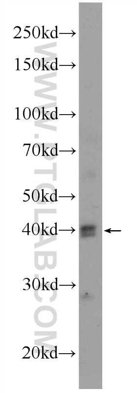 Western Blot (WB) analysis of mouse brain tissue using BMI1 Polyclonal antibody (10832-1-AP)