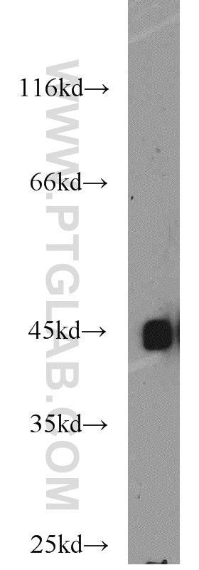 Western Blot (WB) analysis of U-937 cells using BMI1 Polyclonal antibody (10832-1-AP)