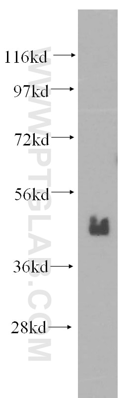 Western Blot (WB) analysis of K-562 cells using BMI1 Polyclonal antibody (10832-1-AP)