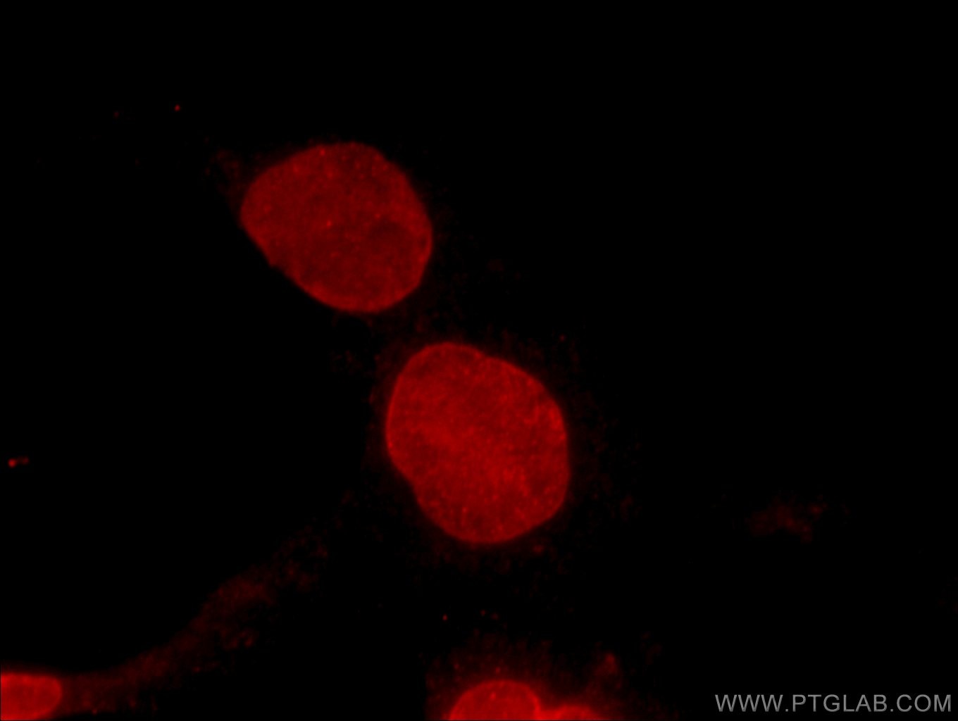 Immunofluorescence (IF) / fluorescent staining of COS-7 cells using BMI1 Monoclonal antibody (66161-1-Ig)