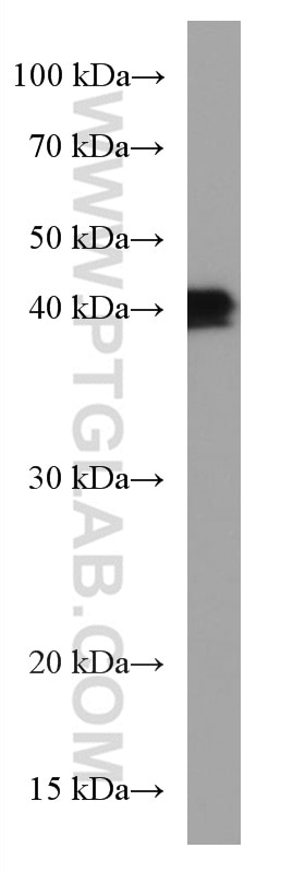 Western Blot (WB) analysis of PC-12 cells using BMI1 Monoclonal antibody (66161-1-Ig)