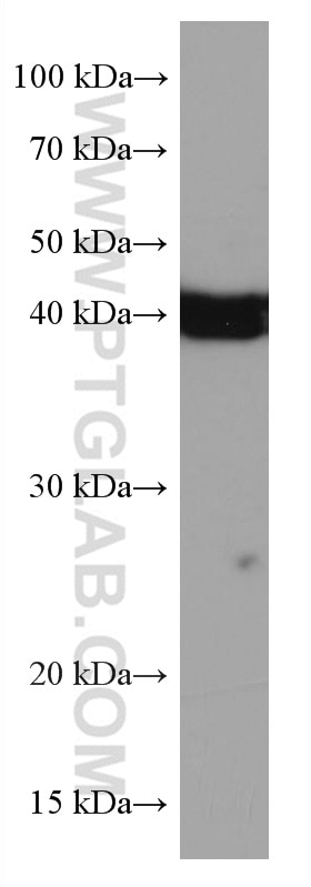 Western Blot (WB) analysis of HT-1080 cells using BMI1 Monoclonal antibody (66161-1-Ig)