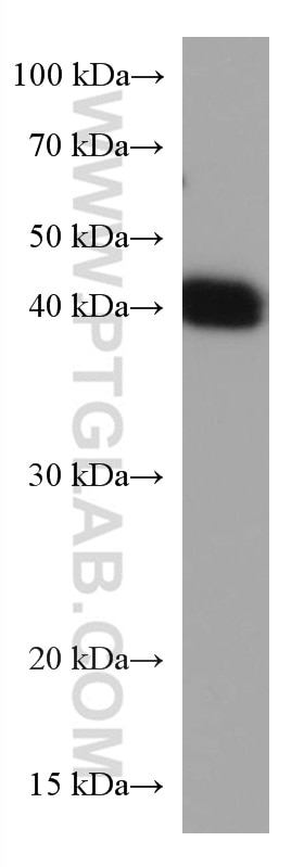 Western Blot (WB) analysis of U2OS cells using BMI1 Monoclonal antibody (66161-1-Ig)