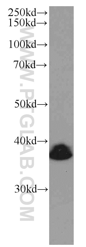 Western Blot (WB) analysis of U-937 cells using BMI1 Monoclonal antibody (66161-1-Ig)